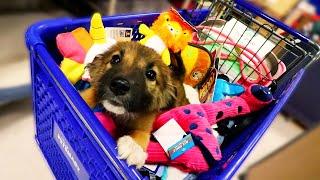 NEW PUPPY GOES ON SHOPPING SPREE