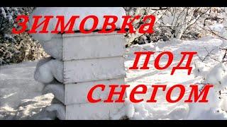 Зимовка пчел на волепод снегом