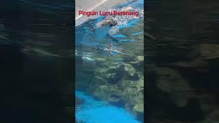Pinguin Lucu Berenang #shorts