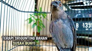 TERAPI SRIGUNTING BAHAN SUSAH BUNYI ️ pancingan srigunting abu biar bunyi SRIGUNTING ABU ABU GACOR