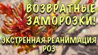 УЖАС СРОЧНО СПАСАЕМ РОЗЫ от ВОЗВРАТНЫХ ЗАМОРОЗКОВ