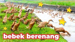 Bebek Berenang  Potong Bebek Angsa  Bebek Asli Berenang di Sungai