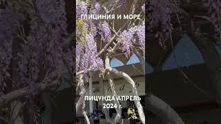 ГЛИЦИНИЯ И МОРЕ  ПИЦУНДА АПРЕЛЬ 2024 г.