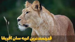 قدرتمندترین گربه‌سان آفریقا