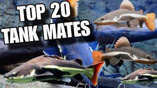 Redtail Catfish Tank Mates  Top 20 Redtail Catfish Tank Mates  Red Tail Fish