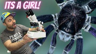 HOW TO SEX A TARANTULA  molt sexing - A Guide