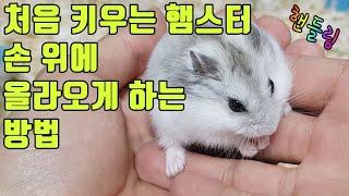 처음 입양한 햄스터 손 위에 올라오게 하는 방법  핸들링  임페리얼 햄스터  hamster handling