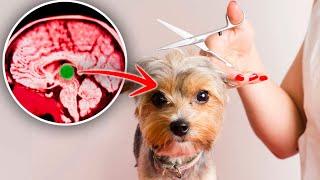 Что происходит с вашей собакой во время стрижки?  Груминг домашних животных
