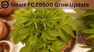 Mars Hydro Smart FC E6500 Weed Grow Update  Mars Hydro Black Friday Sale