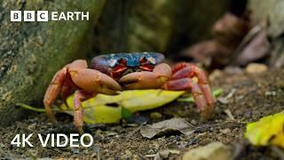 A Journey Across Our Planet  4K UHD  Planet Earth II  BBC Earth