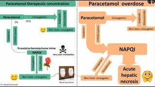 Paracetamol Acetaminophen hepatotoxicity and its management.