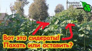 СИДЕРАТЫ БЕЗ ТРУДА пахать не надо Все правила осенней сидерации огорода. Сидераты от А до Я.