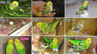 Budgies Baby Growth Stages Day 1 to Day 45  Miracle Of Life