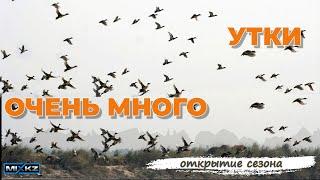 Тысячи уток шикарное начало сезона Утка