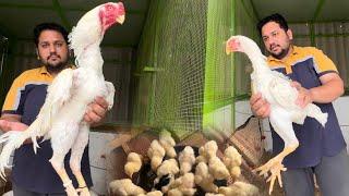 White king Shamo Hen Hatching Chicks Poltre Farm Ground birds farming Murgi K Bachay Hsn