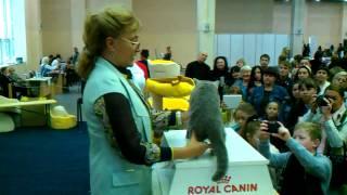 Британский кот Яник на ринге WCF с Татьяной Потаповой