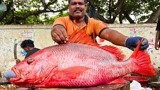 KASIMEDU  CHEETAH DURAI  BIG RED SNAPPER FISH CUTTING VIDEO  IN KASIMEDU  FF CUTTING 