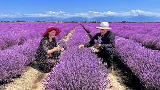 We Collected Lavender and Cooked Delicious Traditional Pastries Wonderful Life in the Village