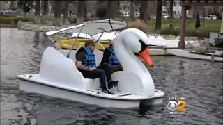 Swan Boats at Echo Park Wheel Fun Rentals CBS 2