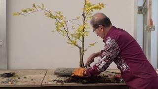 Difficult Bonsai Material? No such thing