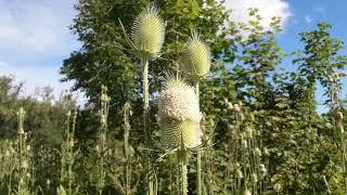 Grote kaardebol - Dipsacus fullonum