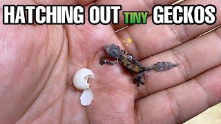 I hatched the SMALLEST baby gecko Leaf-tailed Gecko Uroplatus phantasticus