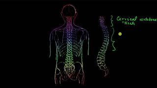 Axial skeleton  Locomotion and movement  Biology  Khan Academy