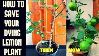 How To Save Your Dying Lemon PlantCommon Lemon Plant Problems N Their Cure