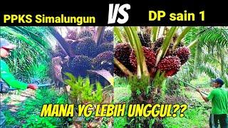 dp Sain 1 calabar vs PPKS Simalungun