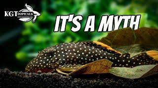 Top 10 Fish Keeping Myths These Are Lies That Many People Believe