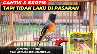 KASIHANDIJUAL SUSAH LAKU LEBIH BAIK KITA RILIS AGAR BERKEMBANG BIAK