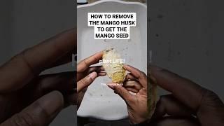 Get the MANGO SEED out of the MANGO HUSK and grow a MANGO TREE  – #gardening #gardeningtips