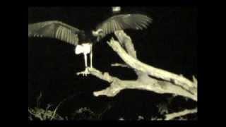 Stork and the Leopard - Djuma - June 8 2013