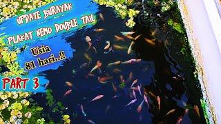 Update Burayak Part 3  Plakat Nemo Double Tail Usia 81 Hari