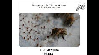 Разведение пчёл устойчивых к клещу Varroa destructor. Доклад Марата  Никитенко @aratnikitenko9645