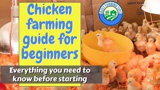 Chicken farming guide for beginners Everything you need to know before starting