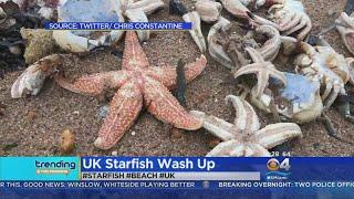 Trending Thousands Of Dead Starfish Wash Up On British Beach
