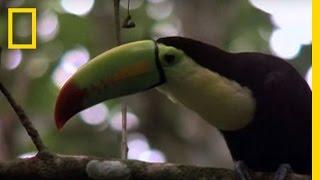 Birds of Paradise - Toucan  National Geographic