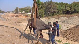 Buffalo with horrific injuries and not able to stand safe in permanent sanctuary.