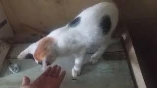 Kucing Lucu yang selalu ingin dimanja