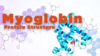 Myoglobin  Protein Structure