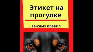 Правила содержания собак в городе  Правила выгула собак  Собака в городе  Хороший тон и этикет