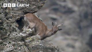 Baby Goats do Parkour to Escape a Leopard  Animal Babies  BBC Earth