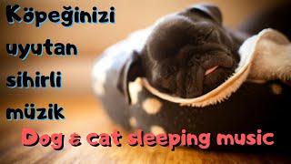 Köpekleri uyutan müzik Köpek kedi uyku müziği.  Relax Dog and cat sleeping music