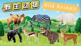 野生动物2（相对温顺的） WILD ANIMALS  Learn Wild Animals in Chinese中文加油站GG