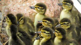 Ducklings Hatched May 15 & 16 2017