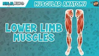 Muscles of the Lower Limb  Anatomy Model