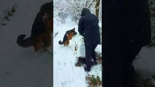 Lulu sees a snow globe for the first time #dog #snow #viral