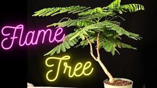 Royal Poinciana Bonsai Tree from seed. Delonix Regia. Flame tree. Flamboyant tree. One repotted
