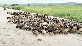 FEEDING DUCKS WITH RICE BRAN